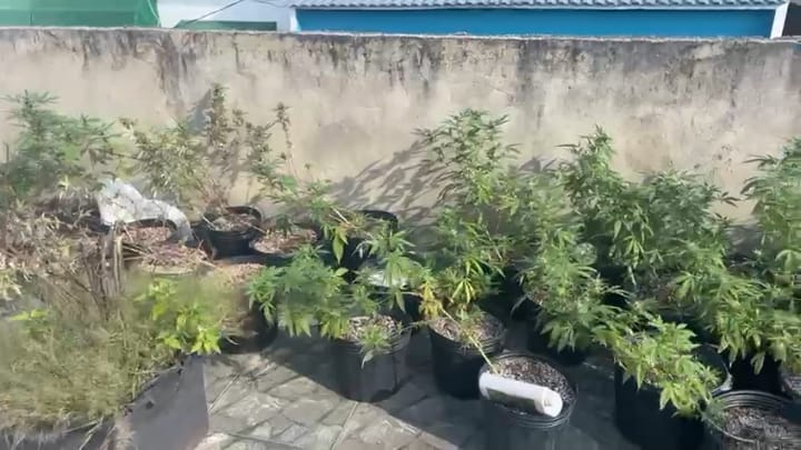 Polícia Civil apreende plantação de maconha avaliada em R$ 150 mil, em Bento Ribeiro